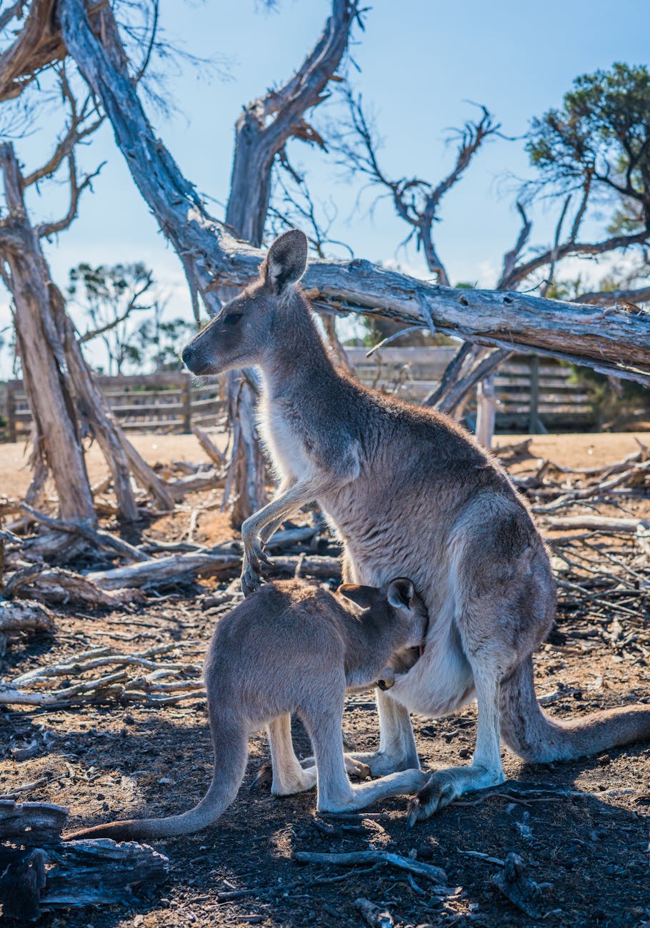 brown kangaroo near tree